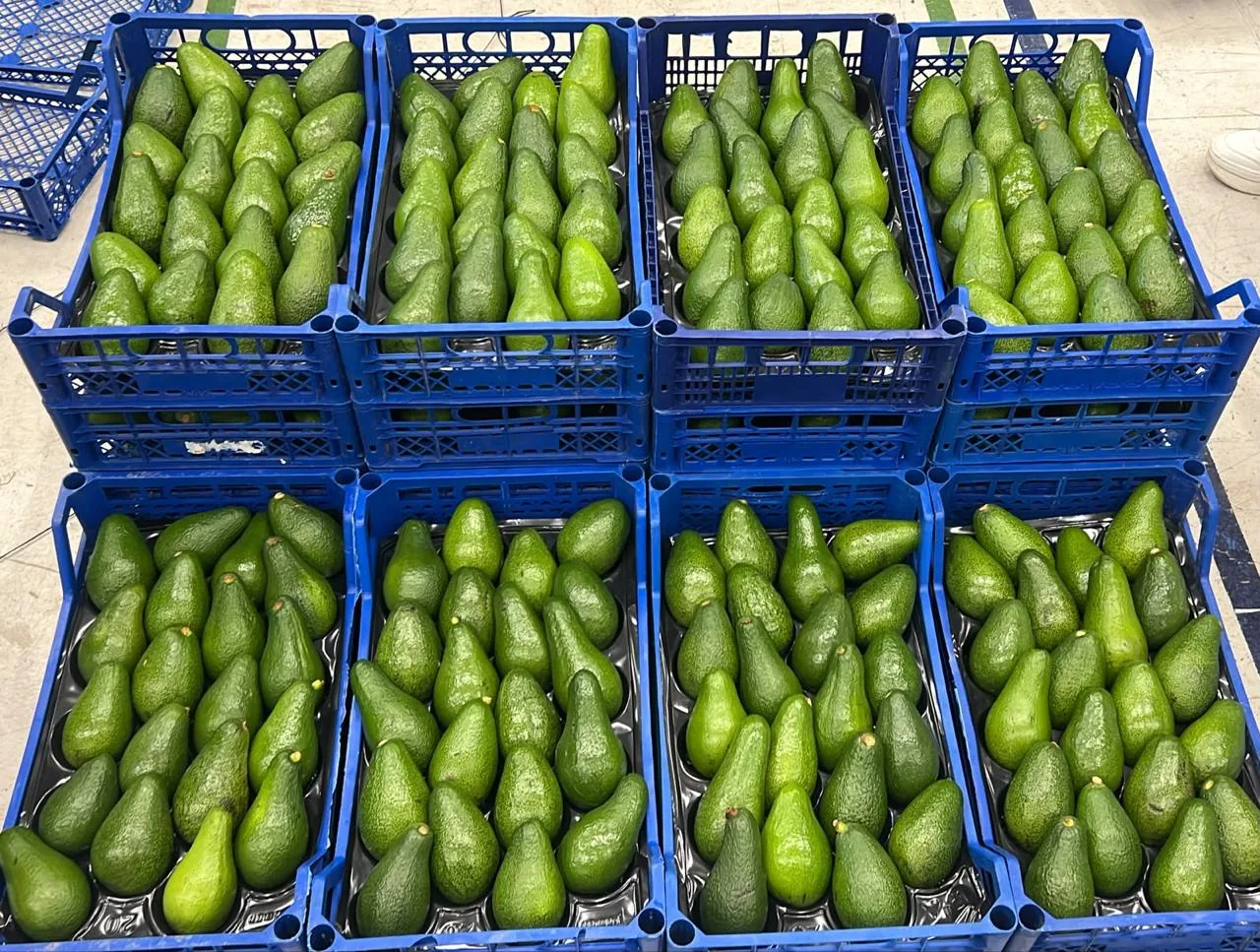 Green avocados sorted in blue crates