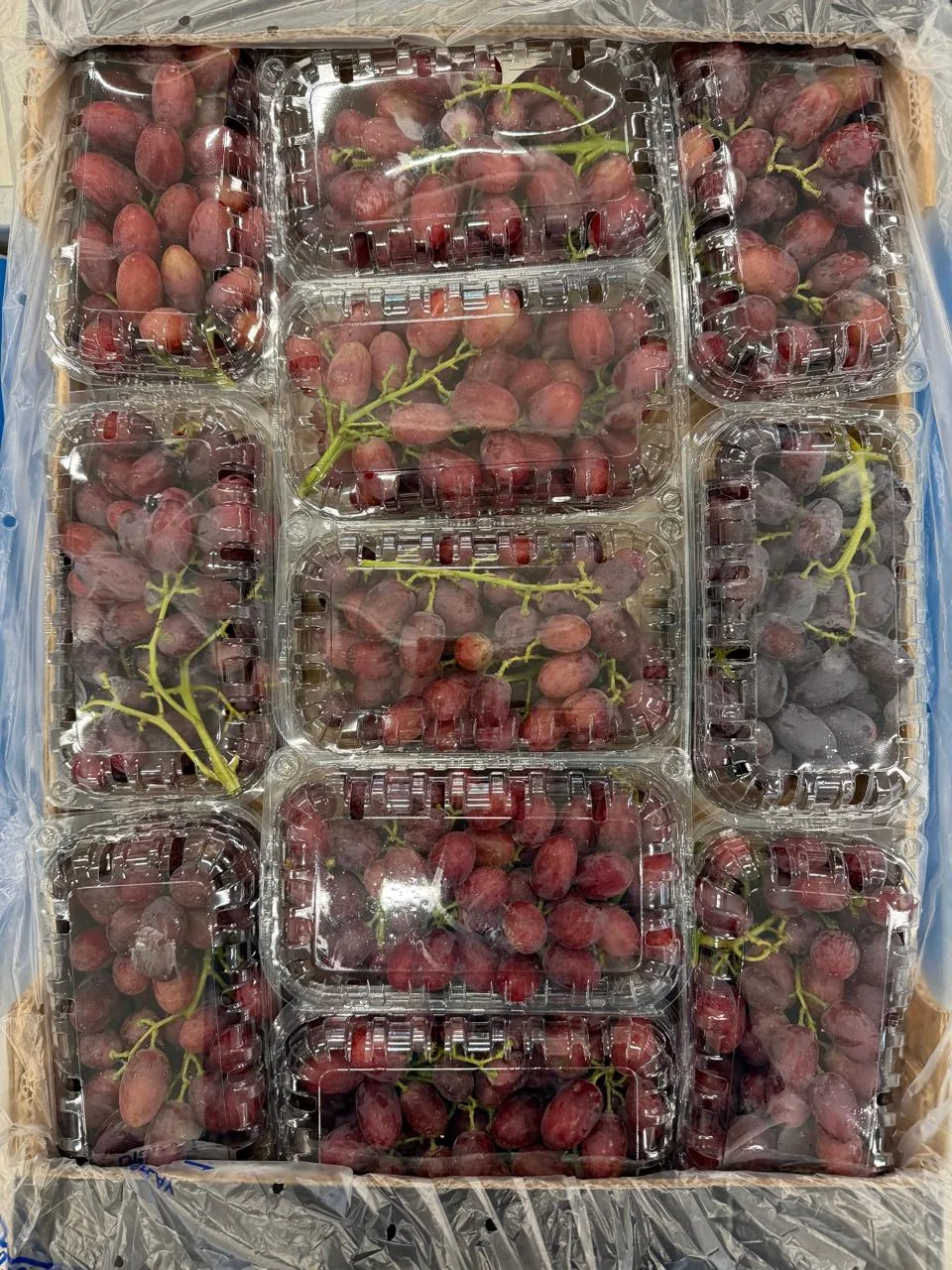Red table grapes packed into clear clamshell cases