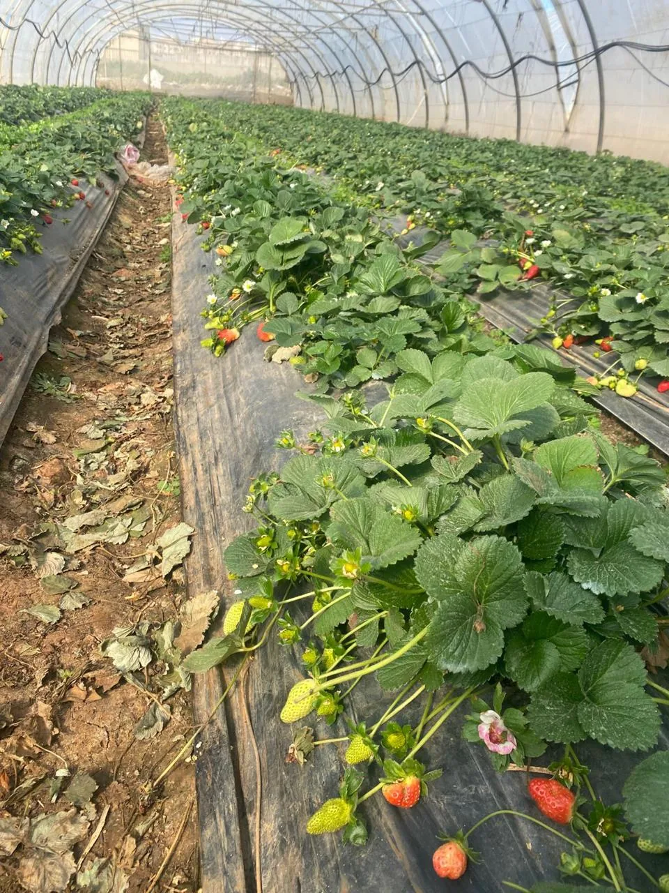 Strawberry plants inside a tunnel greenhouse