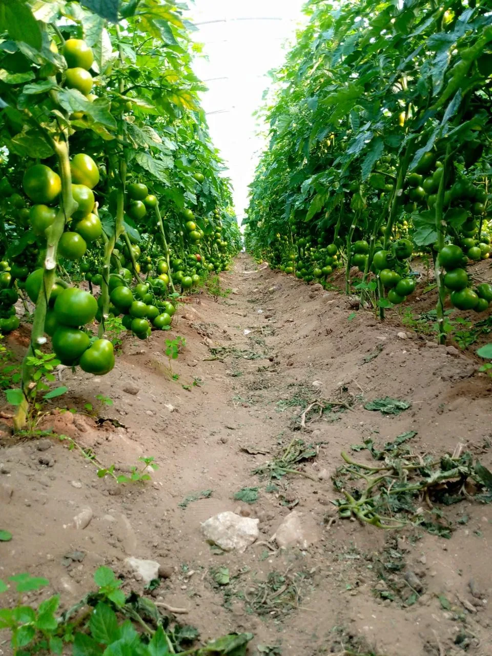 Tomato plants in a greenhouse
